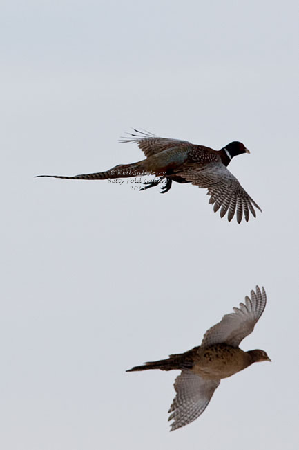 Pheasant Photography by Betty Fold Gallery